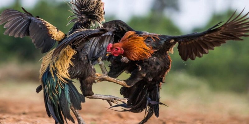 Đá Gà Savan - Hình Thức Cá Cược Đổi Thưởng Hấp Dẫn Số 1 1 Thông tin về đá gà Savan